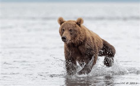 Bear Run Bodog